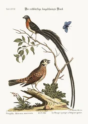 Der rotbrüstige langschwänzige Fink, 1749-73